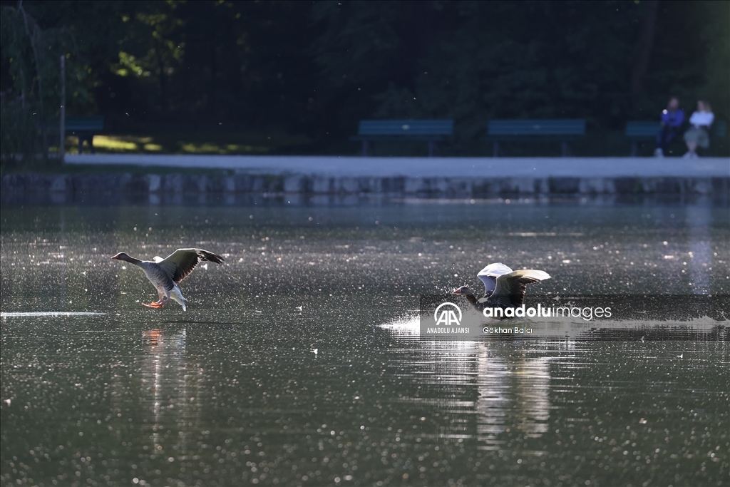 Münih'teki İngiliz Bahçesi
