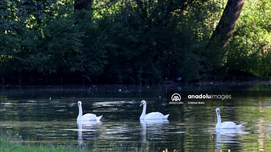 Münih'teki İngiliz Bahçesi