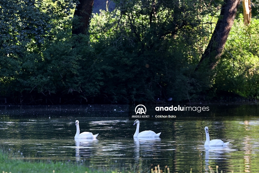 Este es el Jardín Inglés en Múnich, Alemania 