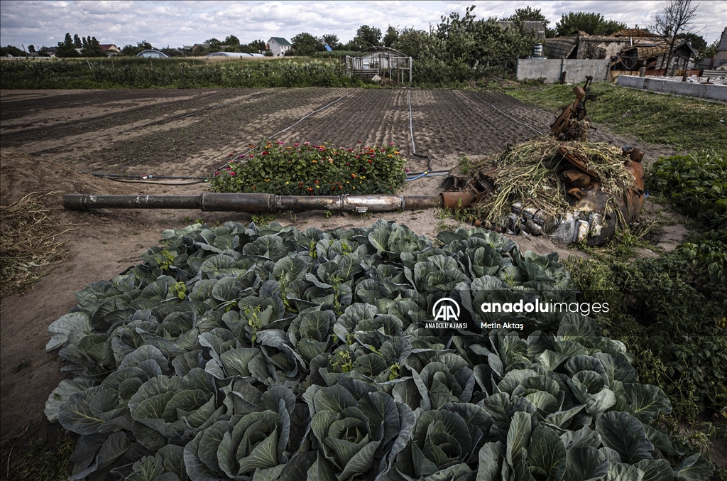 Ukrayna'da bir aile patlamış tank enkazının bulunduğu bahçesinde sebze yetiştiriyor