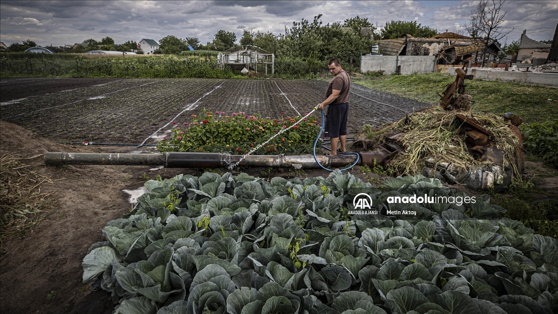 Ukrayna'da bir aile patlamış tank enkazının bulunduğu bahçesinde sebze yetiştiriyor