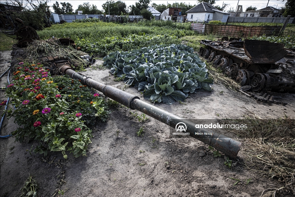 Ukrayna'da bir aile patlamış tank enkazının bulunduğu bahçesinde sebze yetiştiriyor