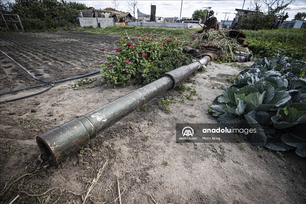 Ukrayna'da bir aile patlamış tank enkazının bulunduğu bahçesinde sebze yetiştiriyor