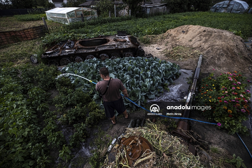 Ukrayna'da bir aile patlamış tank enkazının bulunduğu bahçesinde sebze yetiştiriyor