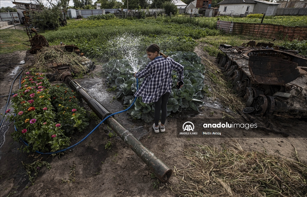 Ukrayna'da bir aile patlamış tank enkazının bulunduğu bahçesinde sebze yetiştiriyor