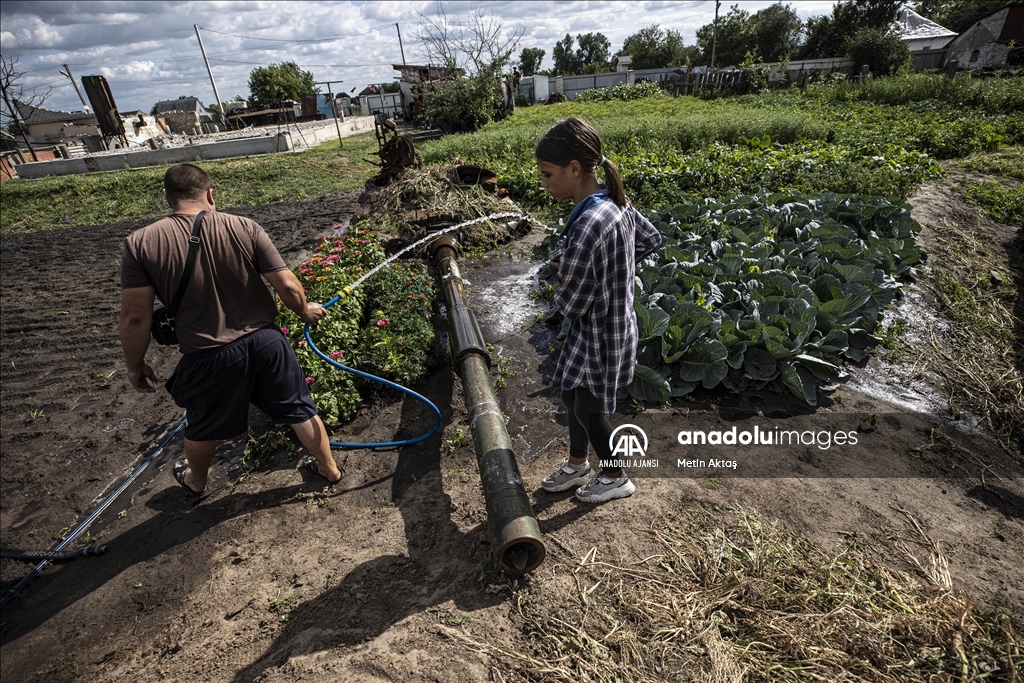 Ukrayna'da bir aile patlamış tank enkazının bulunduğu bahçesinde sebze yetiştiriyor