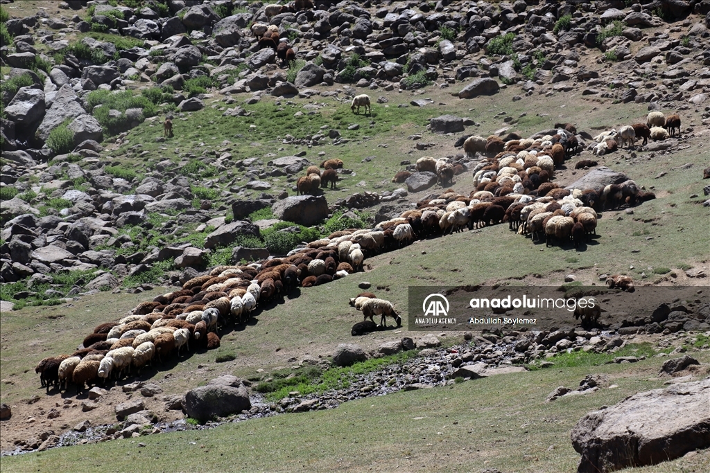 Zozanên Agiriyê yên bi baranê xweş bûn ji bo koçeran warên sereke ne