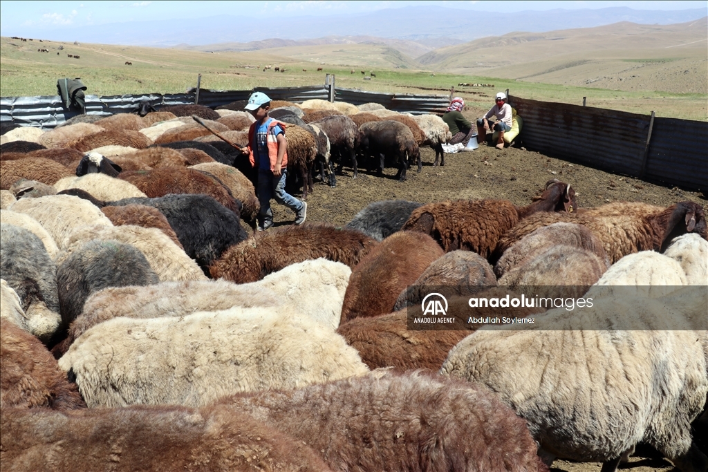 Zozanên Agiriyê yên bi baranê xweş bûn ji bo koçeran warên sereke ne