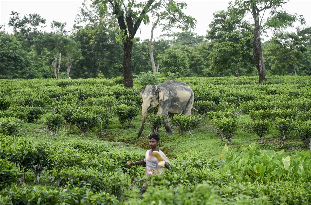 رەوە فیلی ئاسیایی لە هیندستان