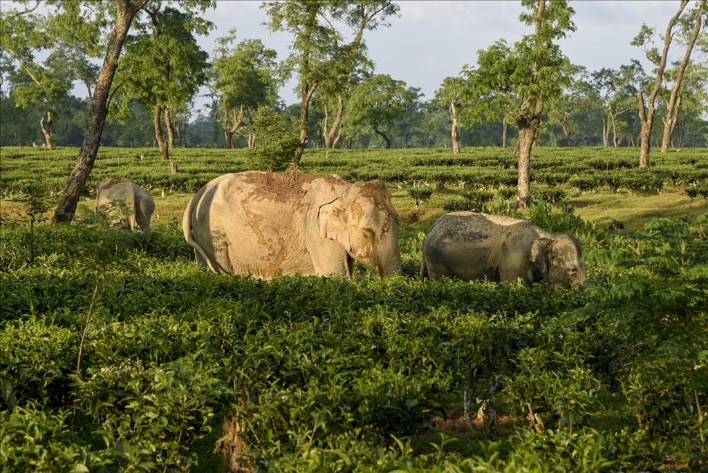 رەوە فیلی ئاسیایی لە هیندستان