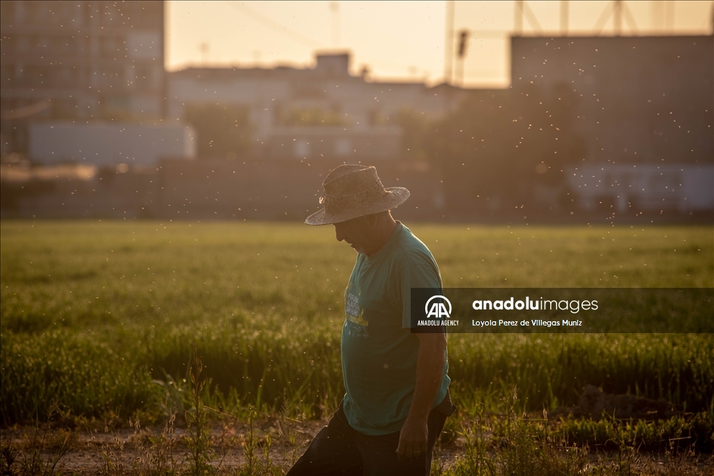 برداشت برنج از شالیزارهای اسپانیا