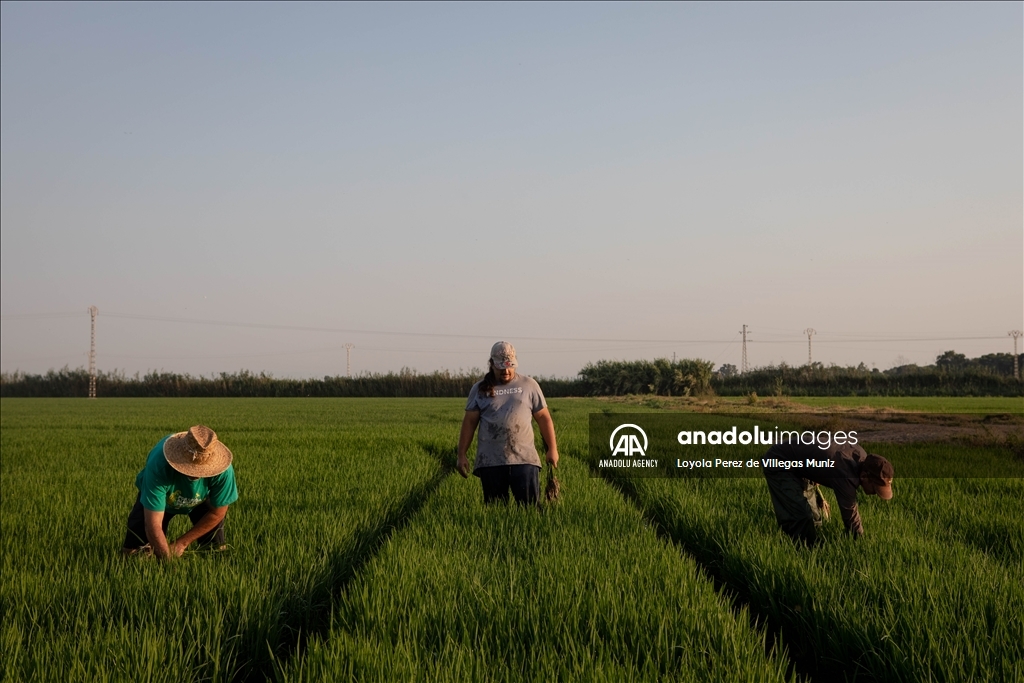 برداشت برنج از شالیزارهای اسپانیا