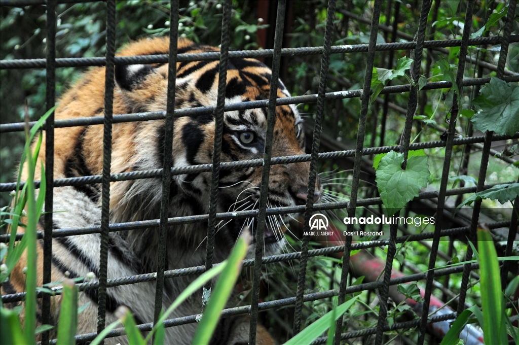 Sumatran tiger in Indonesia