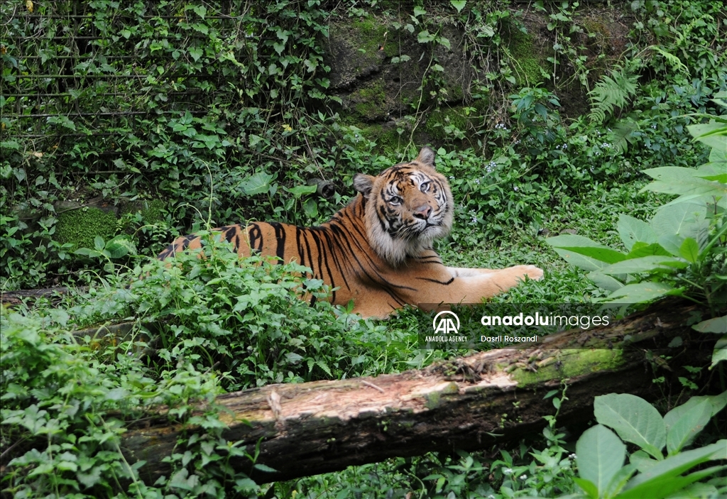 Sumatran tiger in Indonesia