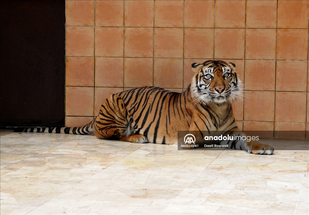 Sumatran tiger in Indonesia