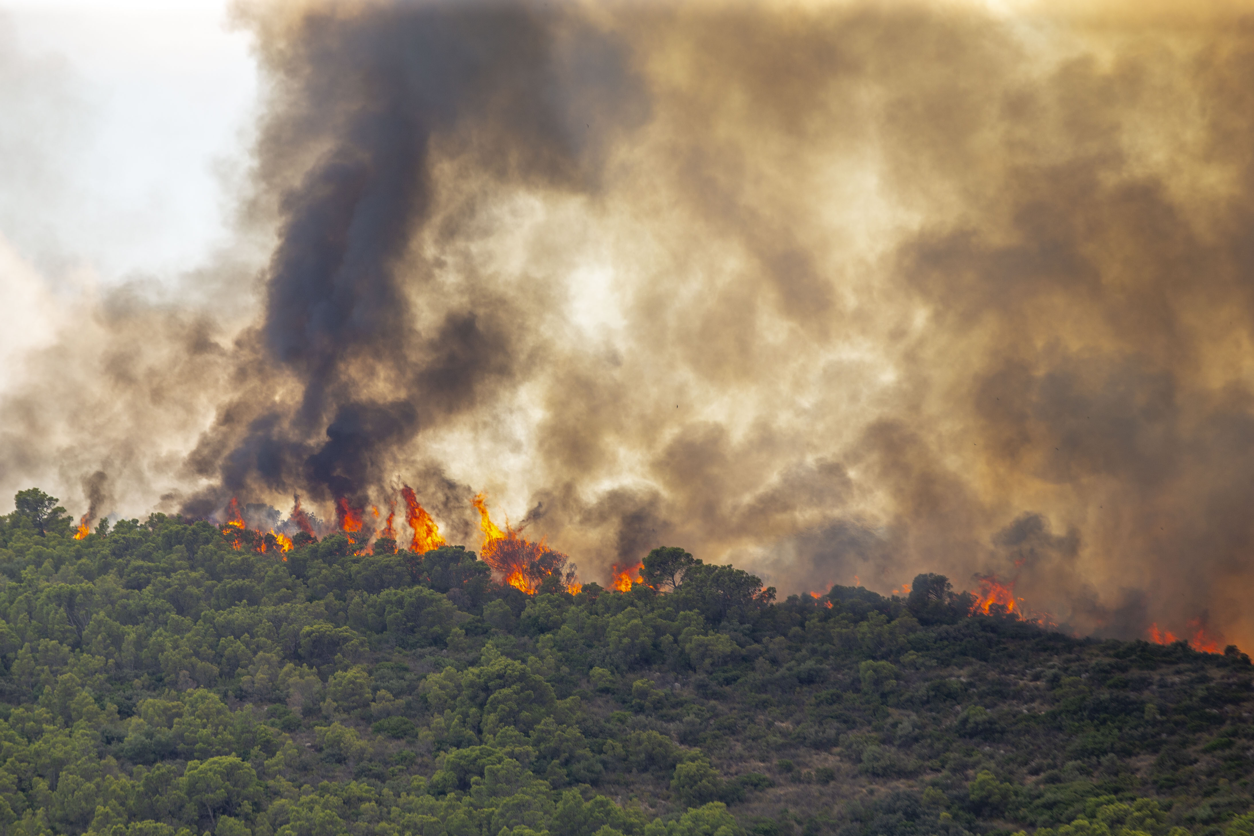 Лесной пожар температура. Пожары в Европе. Fire in the Forest. Fire spread.