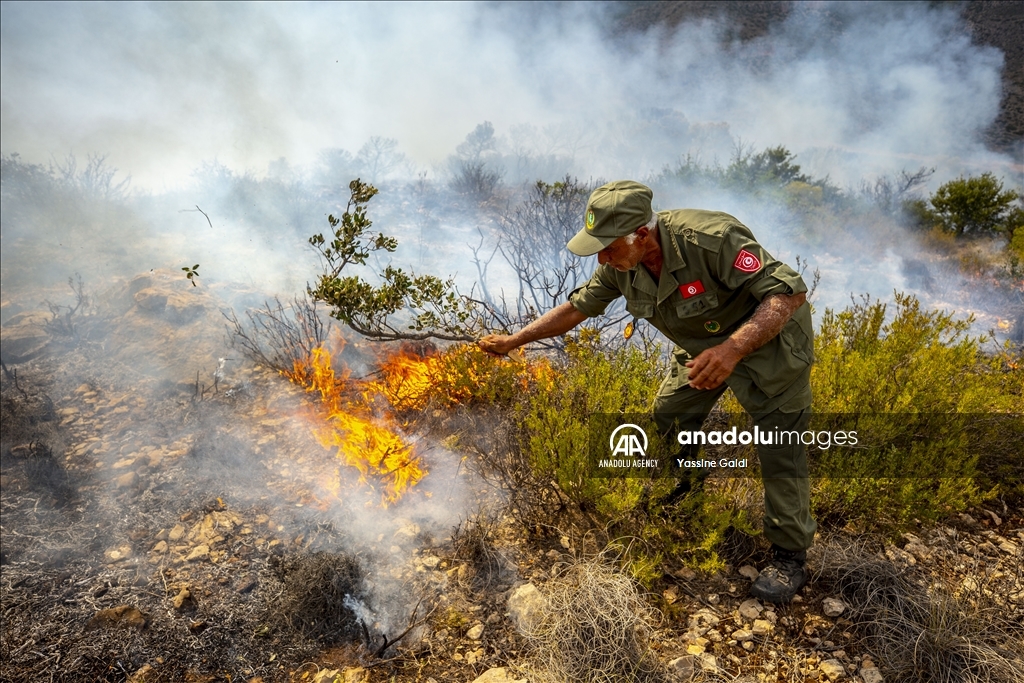 Angin kencang sebabkan kebakaran hutan terjadi lagi di Tunisia