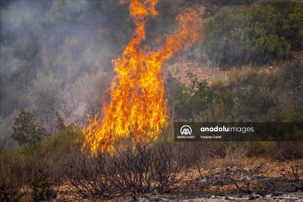 Angin kencang sebabkan kebakaran hutan terjadi lagi di Tunisia