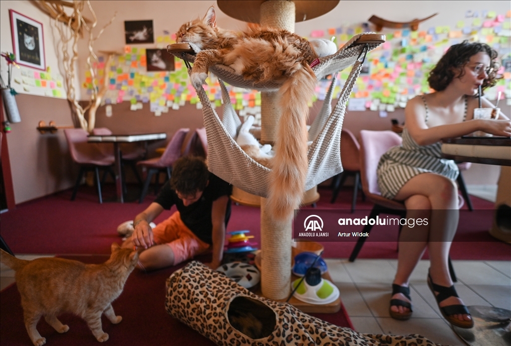 Polonya'da kedilere güvenli bir ortam sağlayan "Cat Cafe Kociarnia"