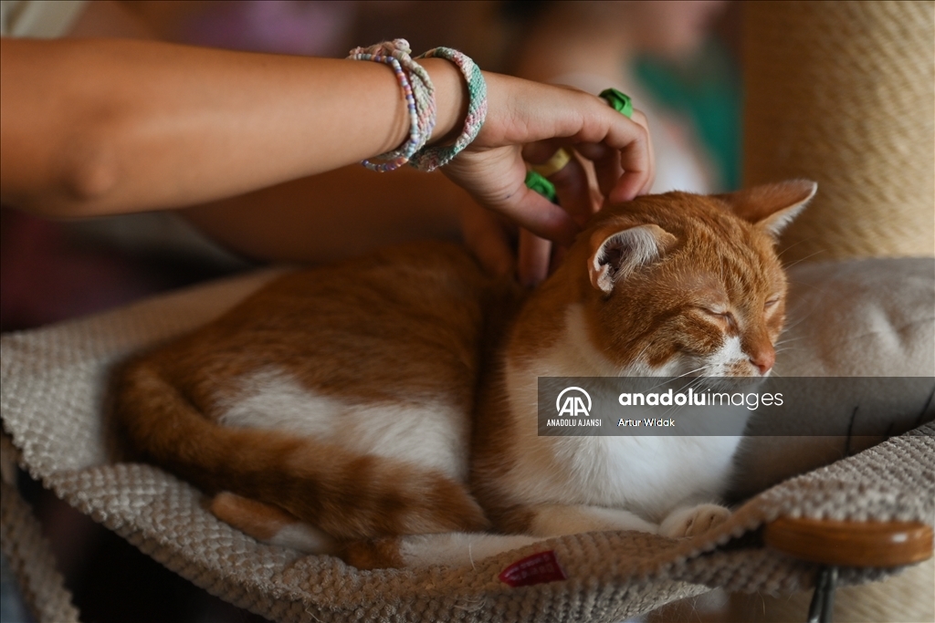 Polonya'da kedilere güvenli bir ortam sağlayan "Cat Cafe Kociarnia"