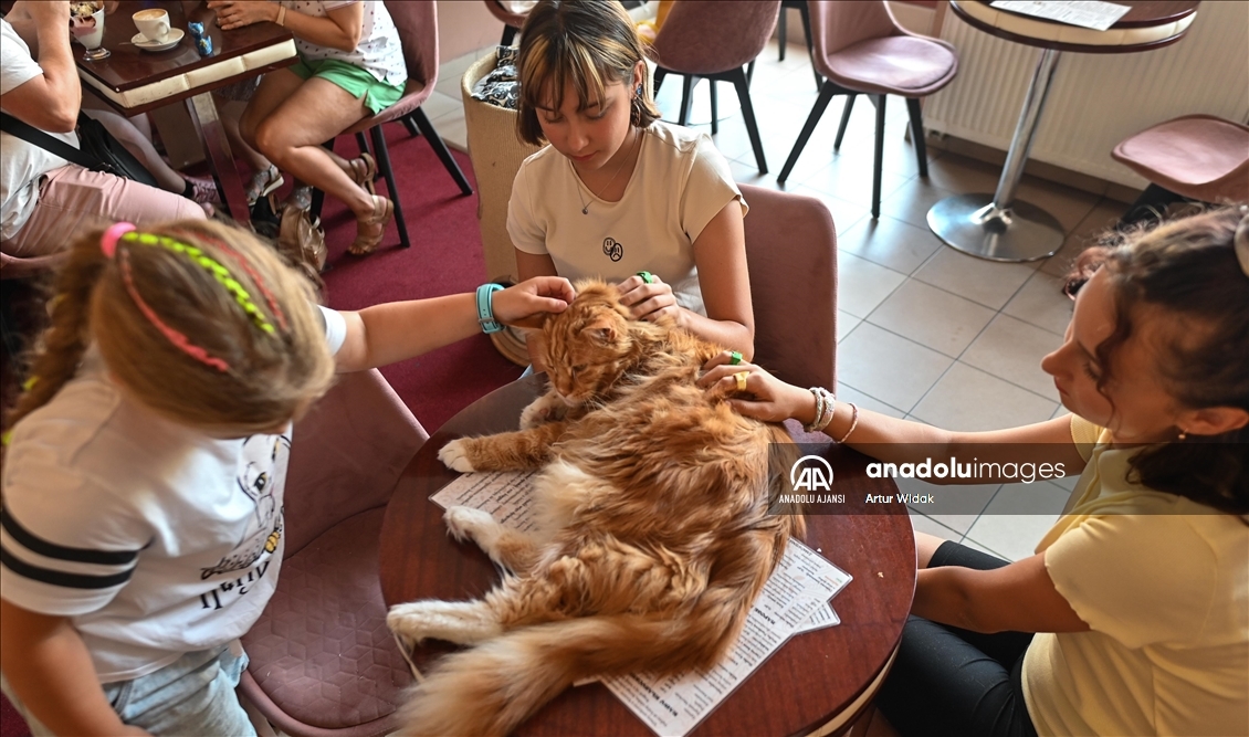 Polonya'da kedilere güvenli bir ortam sağlayan "Cat Cafe Kociarnia"