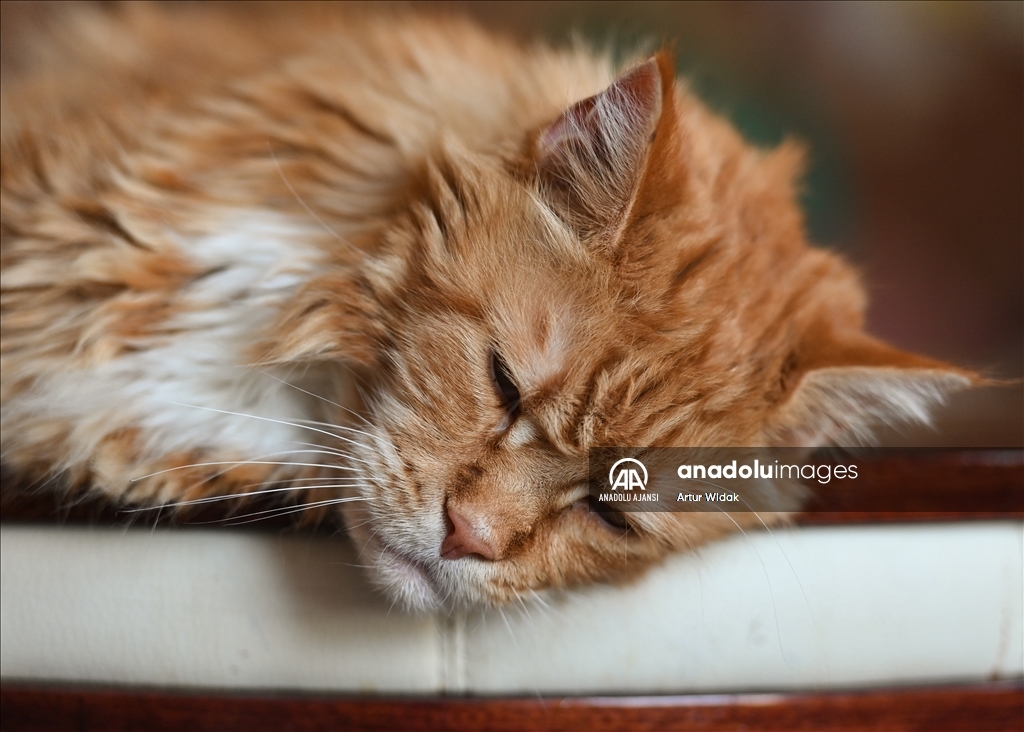 Polonya'da kedilere güvenli bir ortam sağlayan "Cat Cafe Kociarnia"