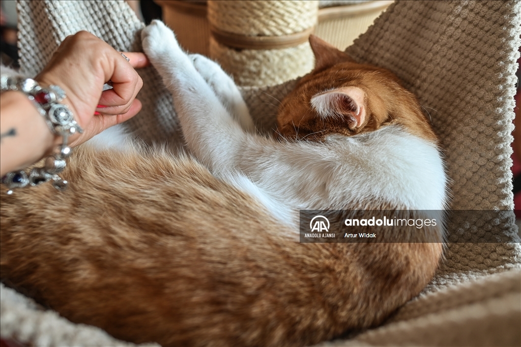 Polonya'da kedilere güvenli bir ortam sağlayan "Cat Cafe Kociarnia"