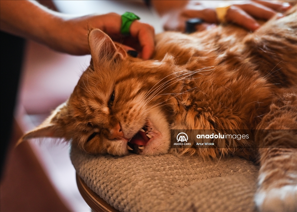 Polonya'da kedilere güvenli bir ortam sağlayan "Cat Cafe Kociarnia"