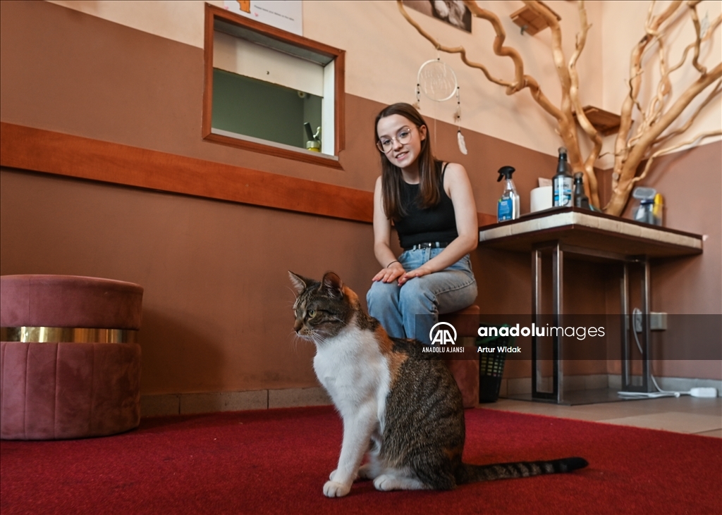 Polonya'da kedilere güvenli bir ortam sağlayan "Cat Cafe Kociarnia"