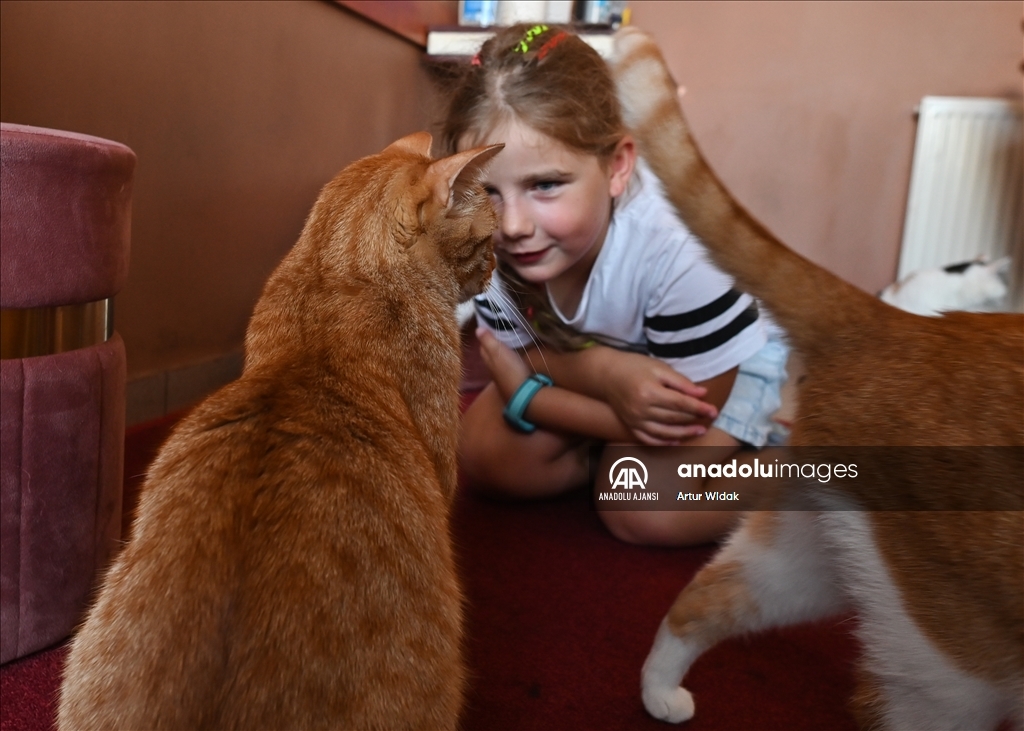 Polonya'da kedilere güvenli bir ortam sağlayan "Cat Cafe Kociarnia"