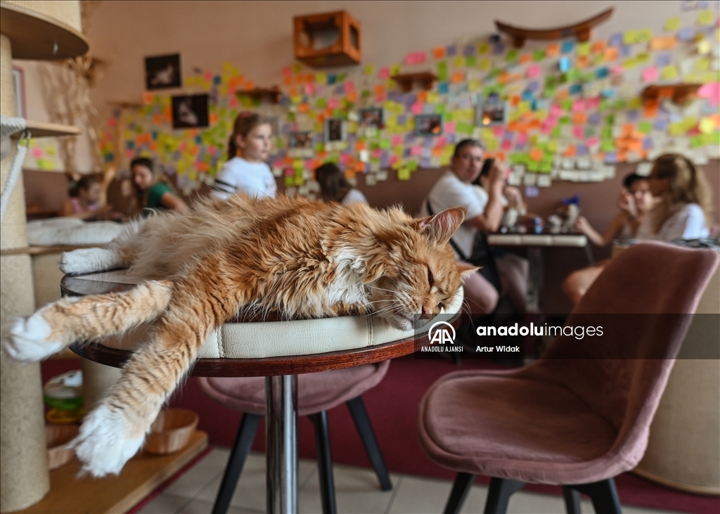 Polonya'da kedilere güvenli bir ortam sağlayan "Cat Cafe Kociarnia"
