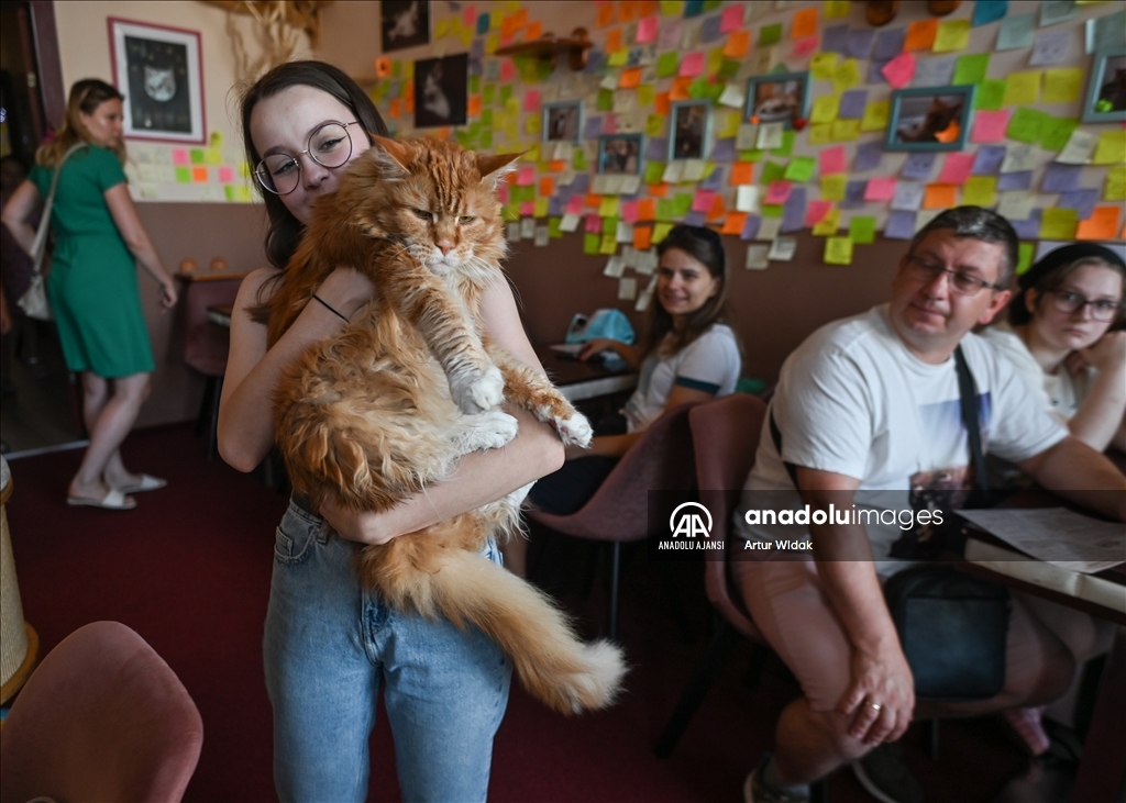 Polonya'da kedilere güvenli bir ortam sağlayan "Cat Cafe Kociarnia"