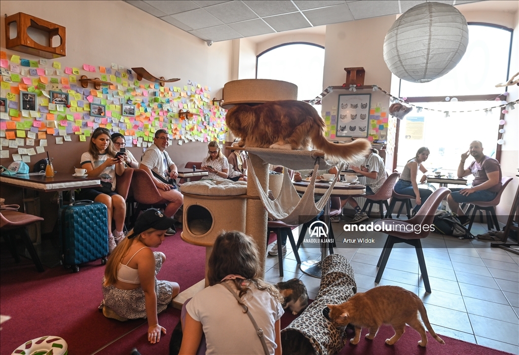 Polonya'da kedilere güvenli bir ortam sağlayan "Cat Cafe Kociarnia"
