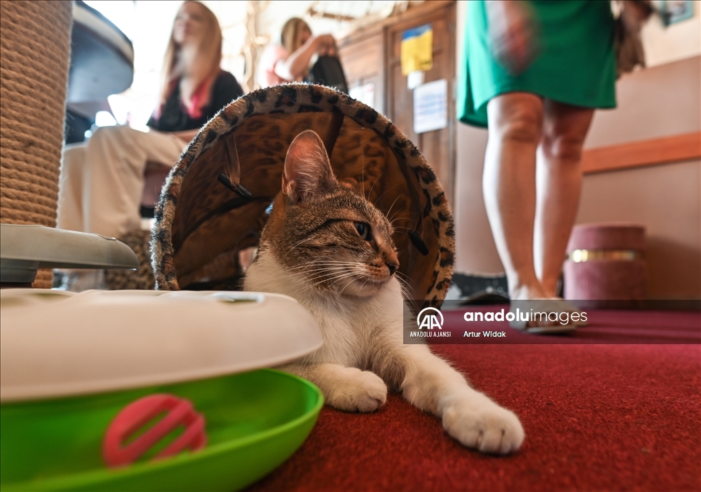 Polonya'da kedilere güvenli bir ortam sağlayan "Cat Cafe Kociarnia"
