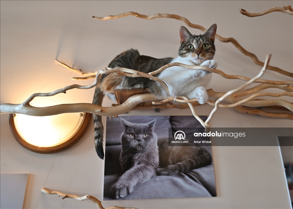 Polonya'da kedilere güvenli bir ortam sağlayan "Cat Cafe Kociarnia"