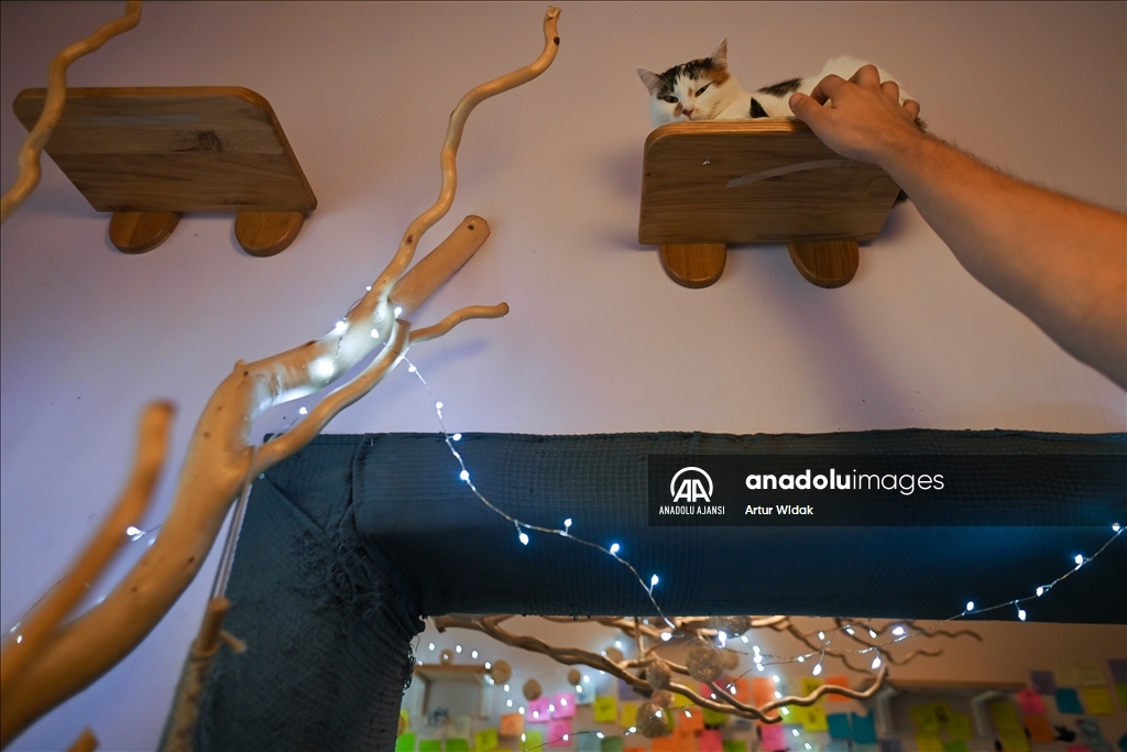 Polonya'da kedilere güvenli bir ortam sağlayan "Cat Cafe Kociarnia"