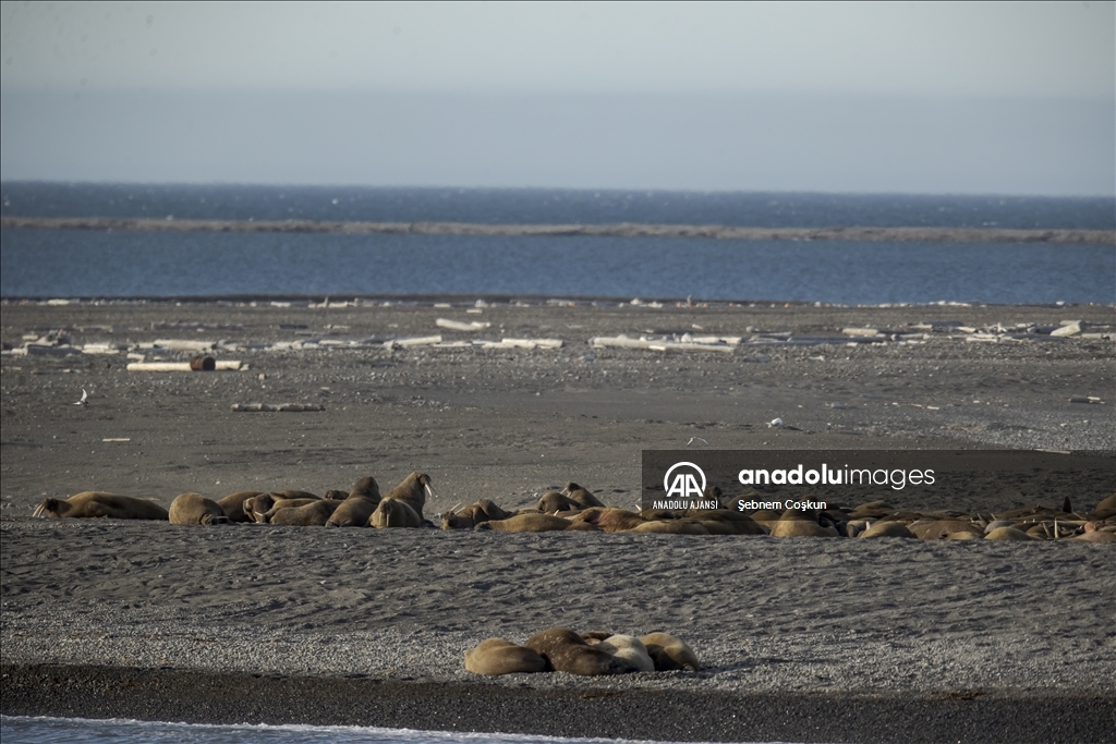 İklim değişikliği Kuzey Kutup canlılarının yaşam alanını tehdit ediyor 
