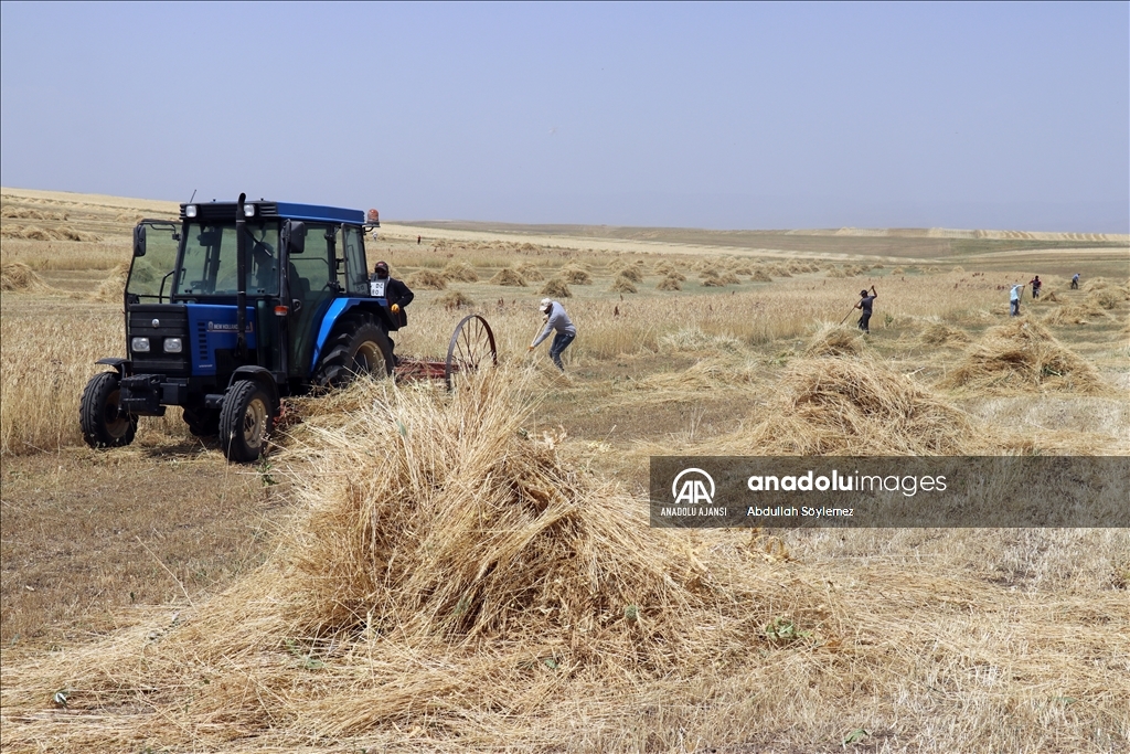 Ağrı'daki çiftçiler arpa ve buğday tarlalarında yoğun hasat mesaisinde