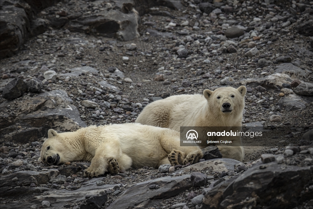 İklim değişikliği Kuzey Kutup canlılarının yaşam alanını tehdit ediyor