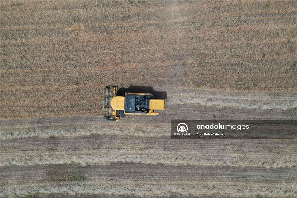 Ağrı'daki çiftçiler arpa ve buğday tarlalarında yoğun hasat mesaisinde
