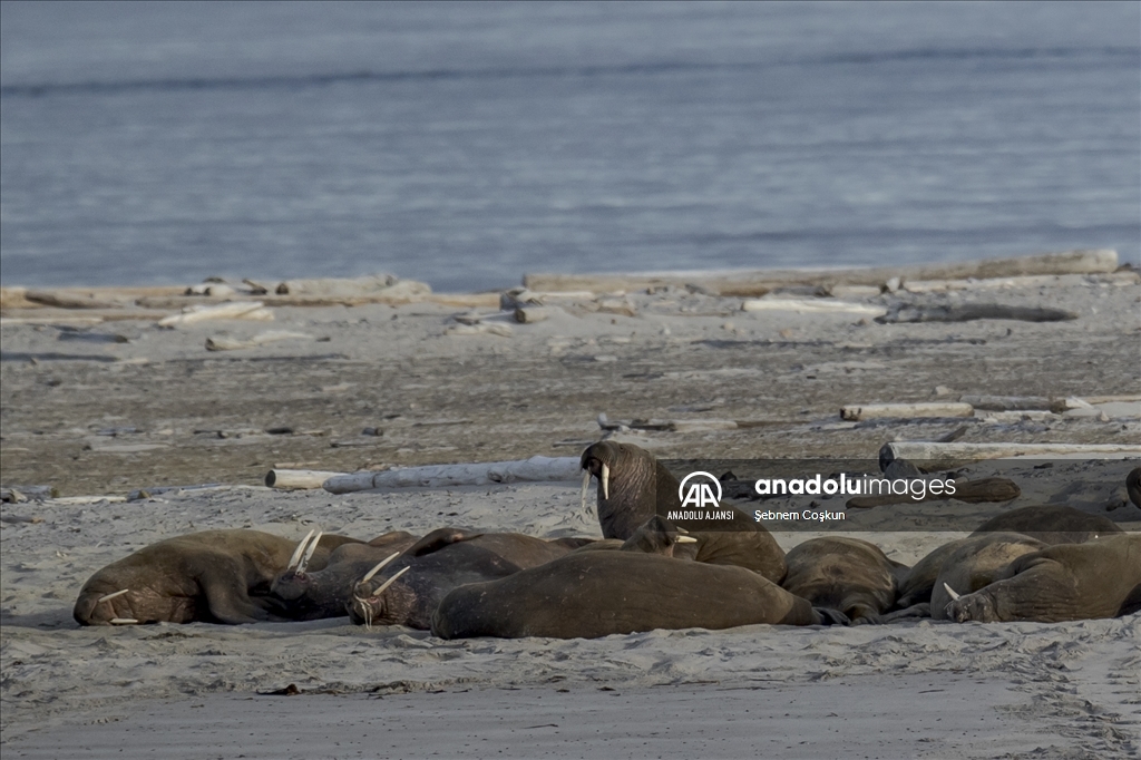 İklim değişikliği Kuzey Kutup canlılarının yaşam alanını tehdit ediyor 