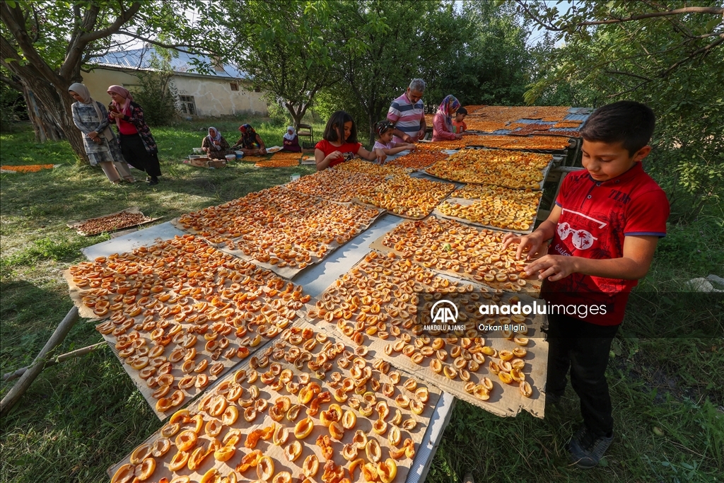 Van'da kadınlar kışlık ihtiyaçları için kayısı kurutuyor