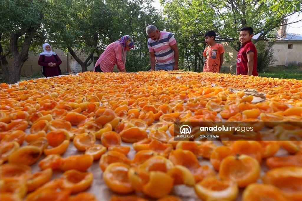 Van'da kadınlar kışlık ihtiyaçları için kayısı kurutuyor