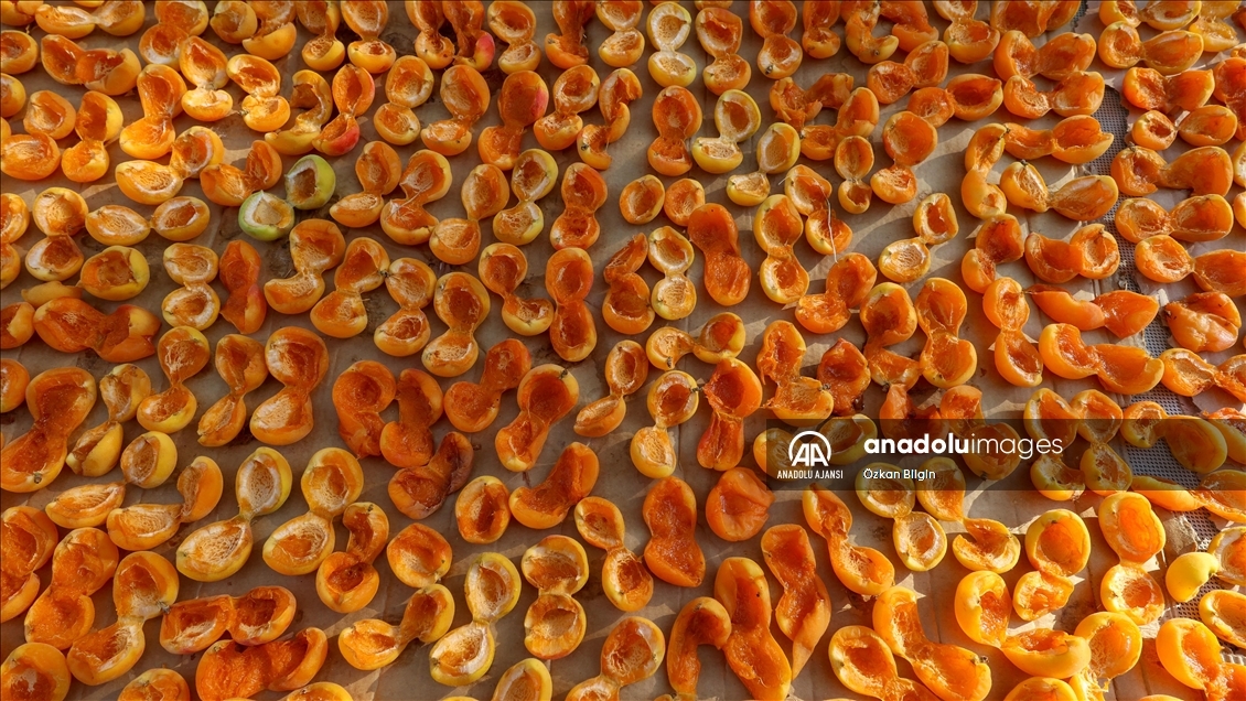 Van'da kadınlar kışlık ihtiyaçları için kayısı kurutuyor