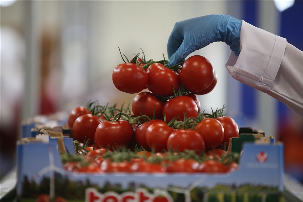 Yenilenebilir enerjiyle cam serada domates üretiyorlar