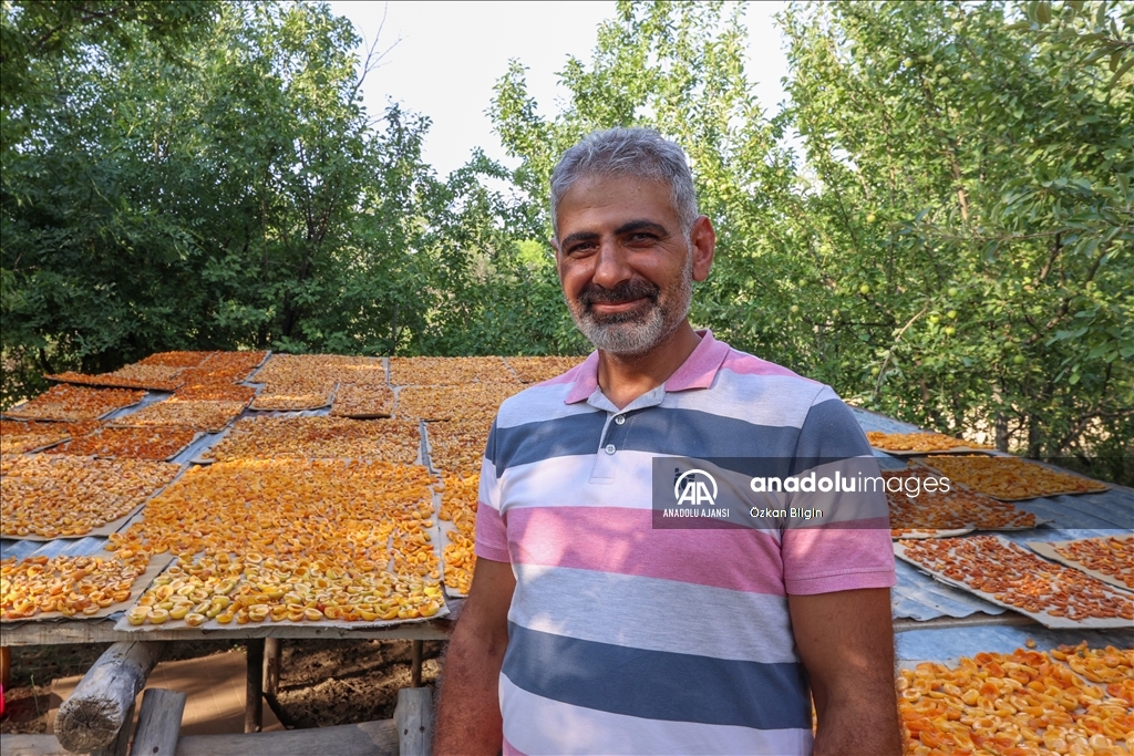 Van'da kadınlar kışlık ihtiyaçları için kayısı kurutuyor