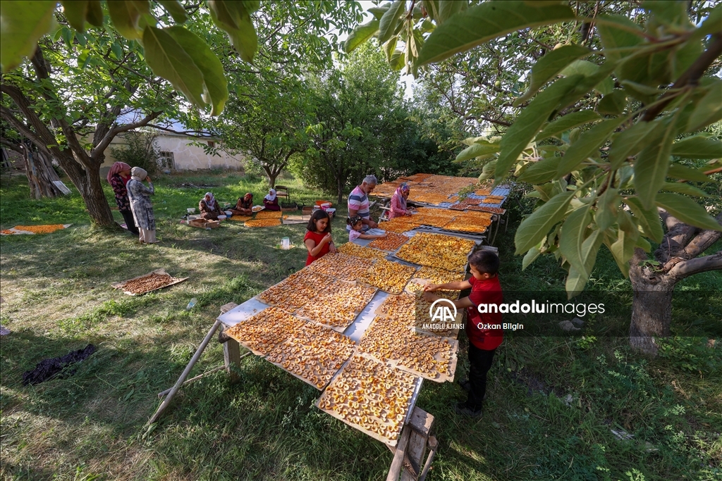 Van'da kadınlar kışlık ihtiyaçları için kayısı kurutuyor