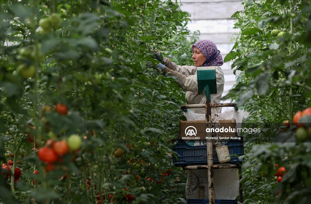 Tarımsal üretimde çevreci ve ekonomik sistem: Jeotermal seralar