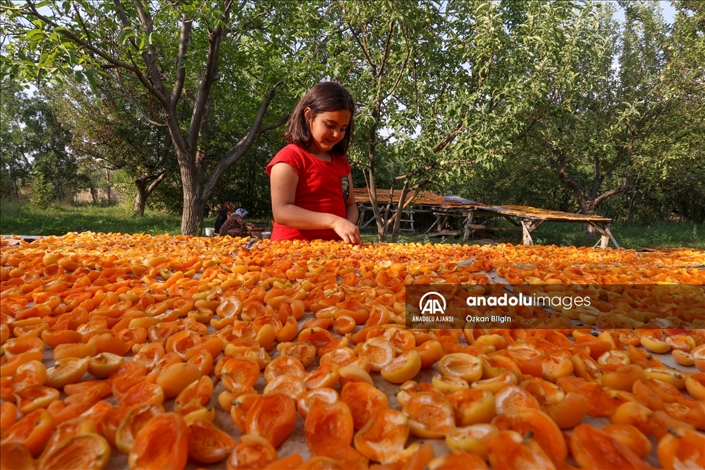 Van'da kadınlar kışlık ihtiyaçları için kayısı kurutuyor