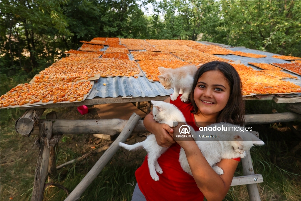 Van'da kadınlar kışlık ihtiyaçları için kayısı kurutuyor